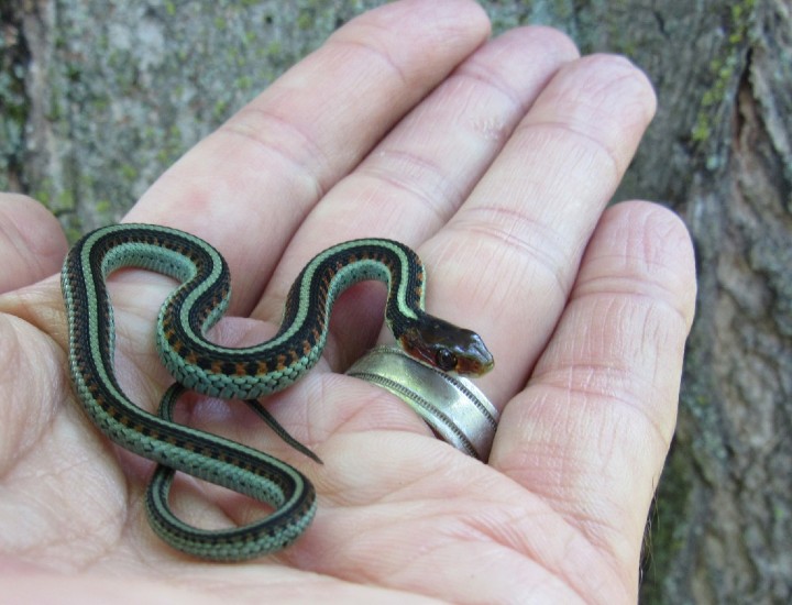 California Red-sided Garter Snake